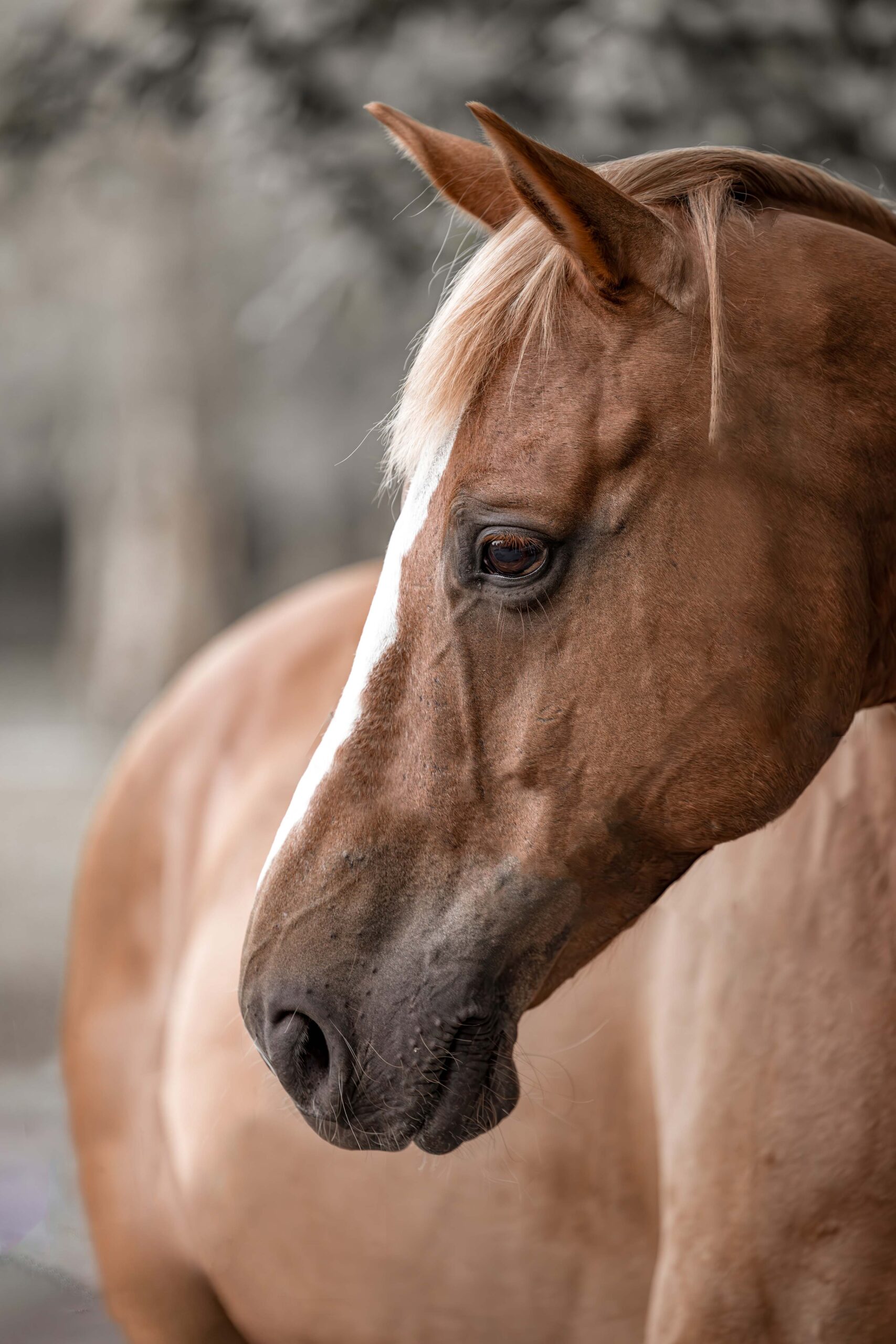 Photographie animalière portrait d'Apollon (cheval) et Cyrielle.